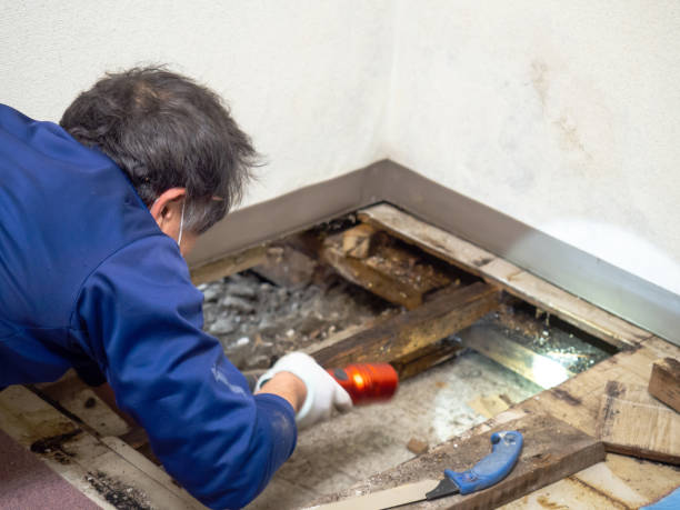 Best Attic Mold Removal  in Discovery Harbour, HI