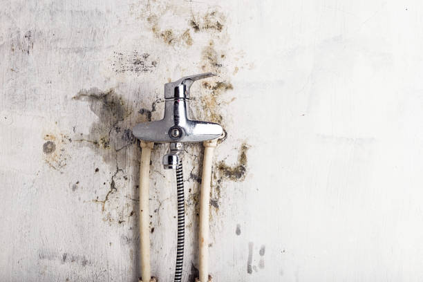 Best Same-Day Mold Removal  in Discovery Harbour, HI