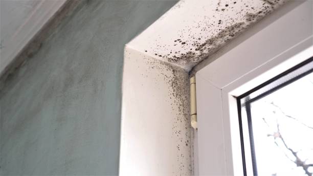 Best Mold Remediation Services  in Discovery Harbour, HI