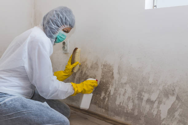 Best Residential Mold Removal  in Discovery Harbour, HI