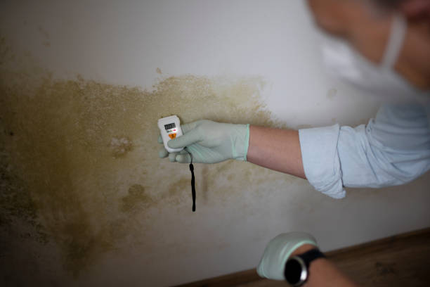 Best Mold Damage Repair  in Discovery Harbour, HI