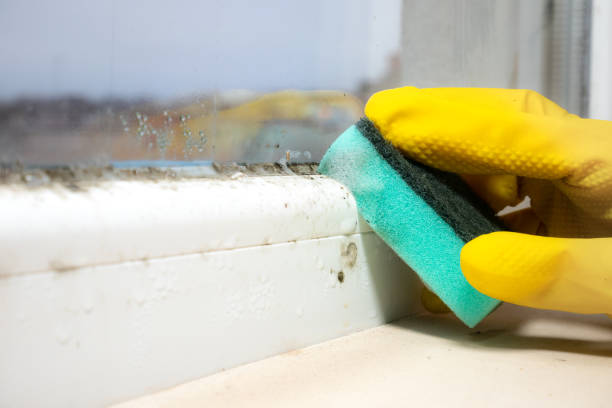 Best Crawl Space Mold Removal  in Discovery Harbour, HI
