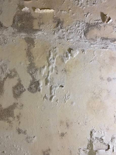 Best Mold Testing  in Discovery Harbour, HI