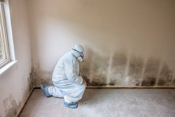 Best Mold Removal and Inspection  in Discovery Harbour, HI