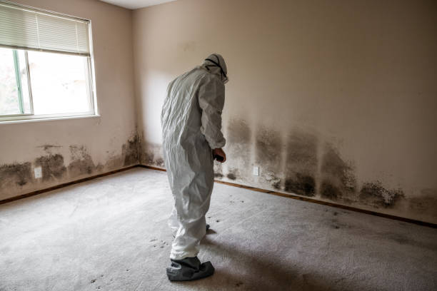 Best Crawl Space Mold Removal  in Discovery Harbour, HI