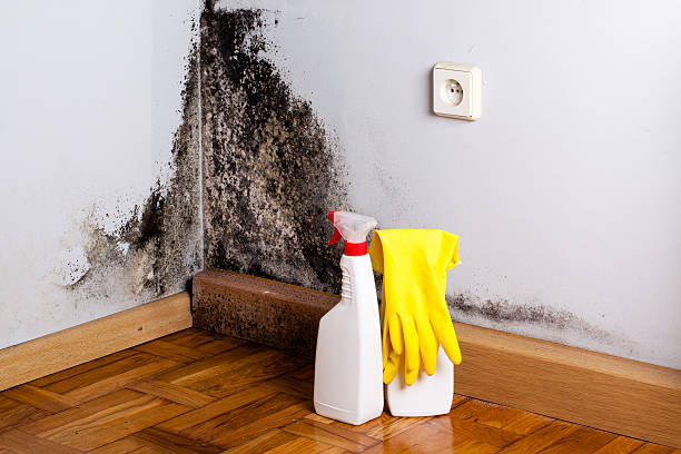 Best Toxic Mold Removal  in Discovery Harbour, HI