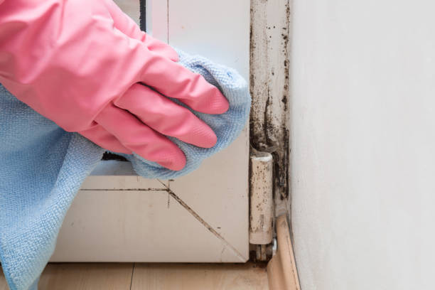 Mold Testing and Removal in Discovery Harbour, HI