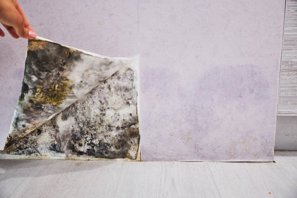 Best Certified Mold Removal  in Discovery Harbour, HI
